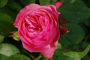 knallrosa Rose Leonardo da Vinci ® Dauerblüher gesunde Beetrose im Topf